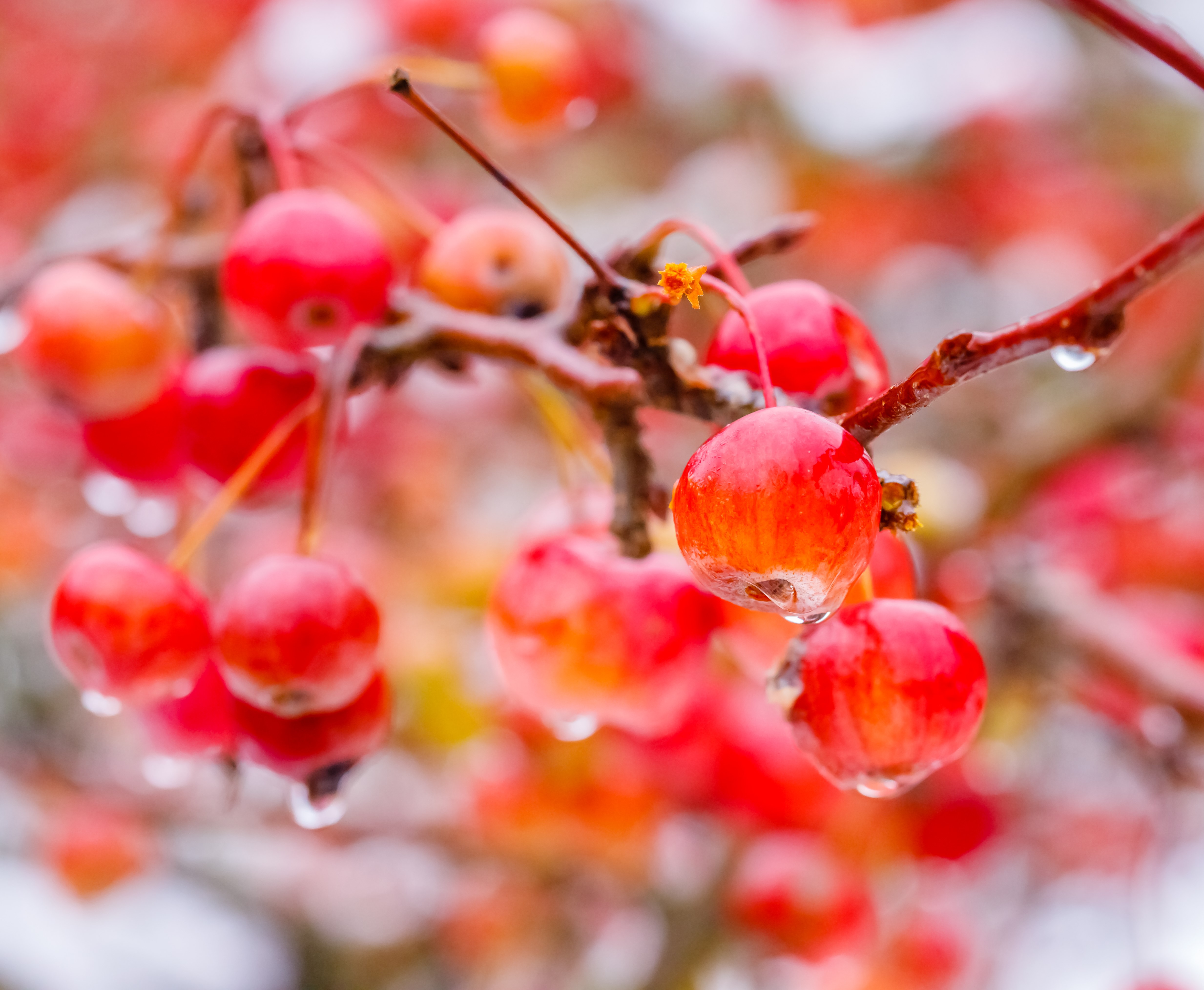 Malus 'Evereste' 8-10 - 3