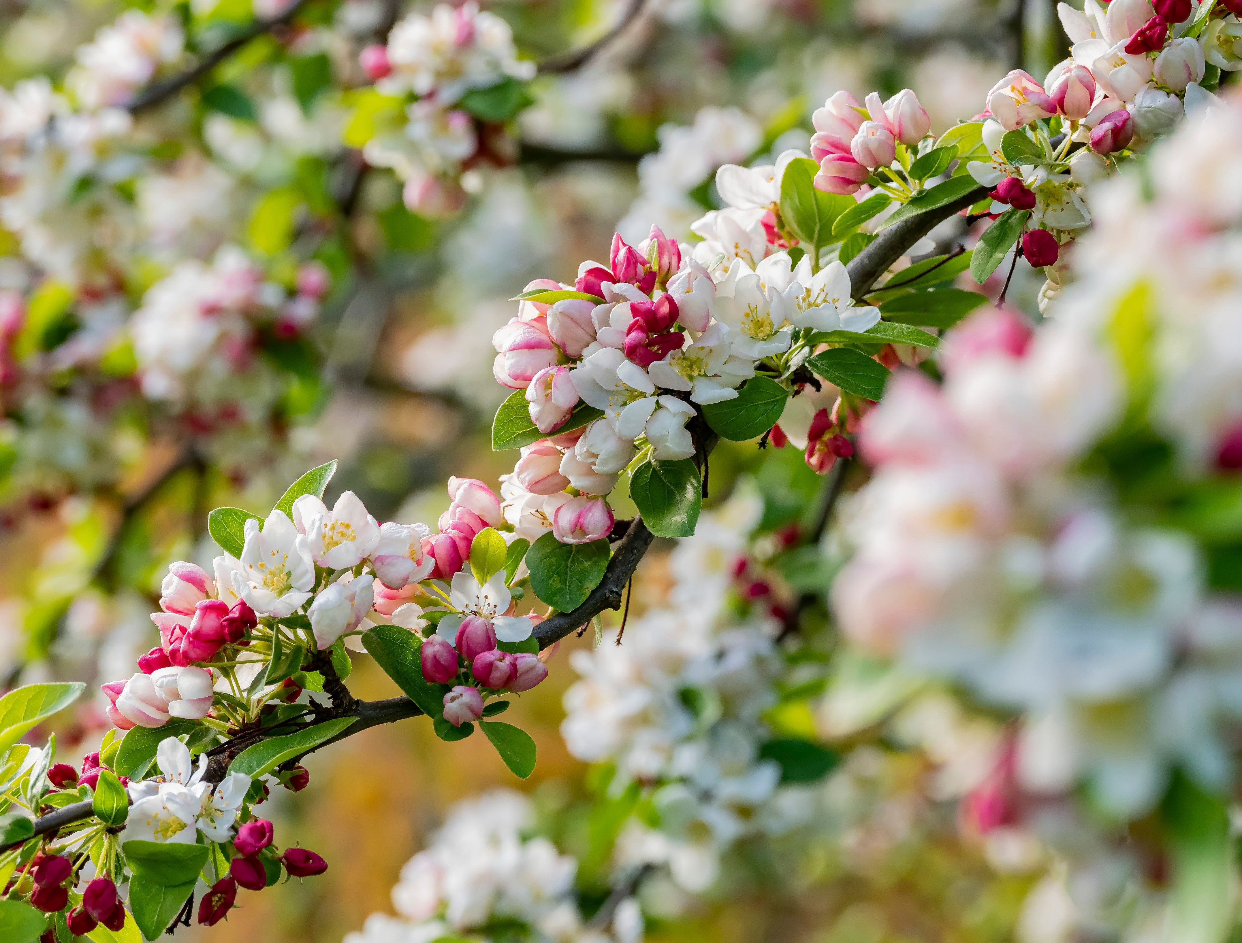 Malus 'Evereste' 8-10