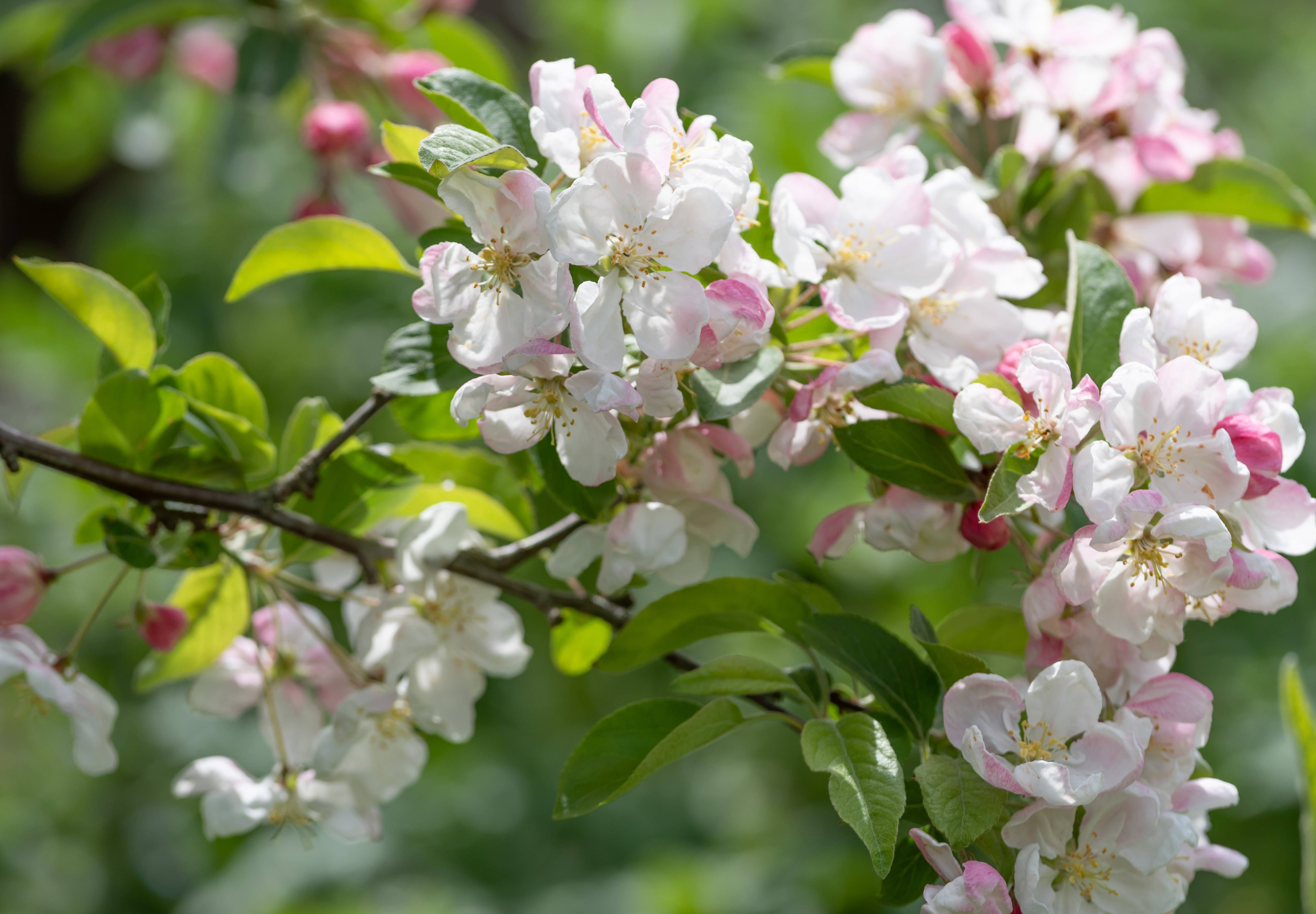 Malus 'Evereste' 8-10