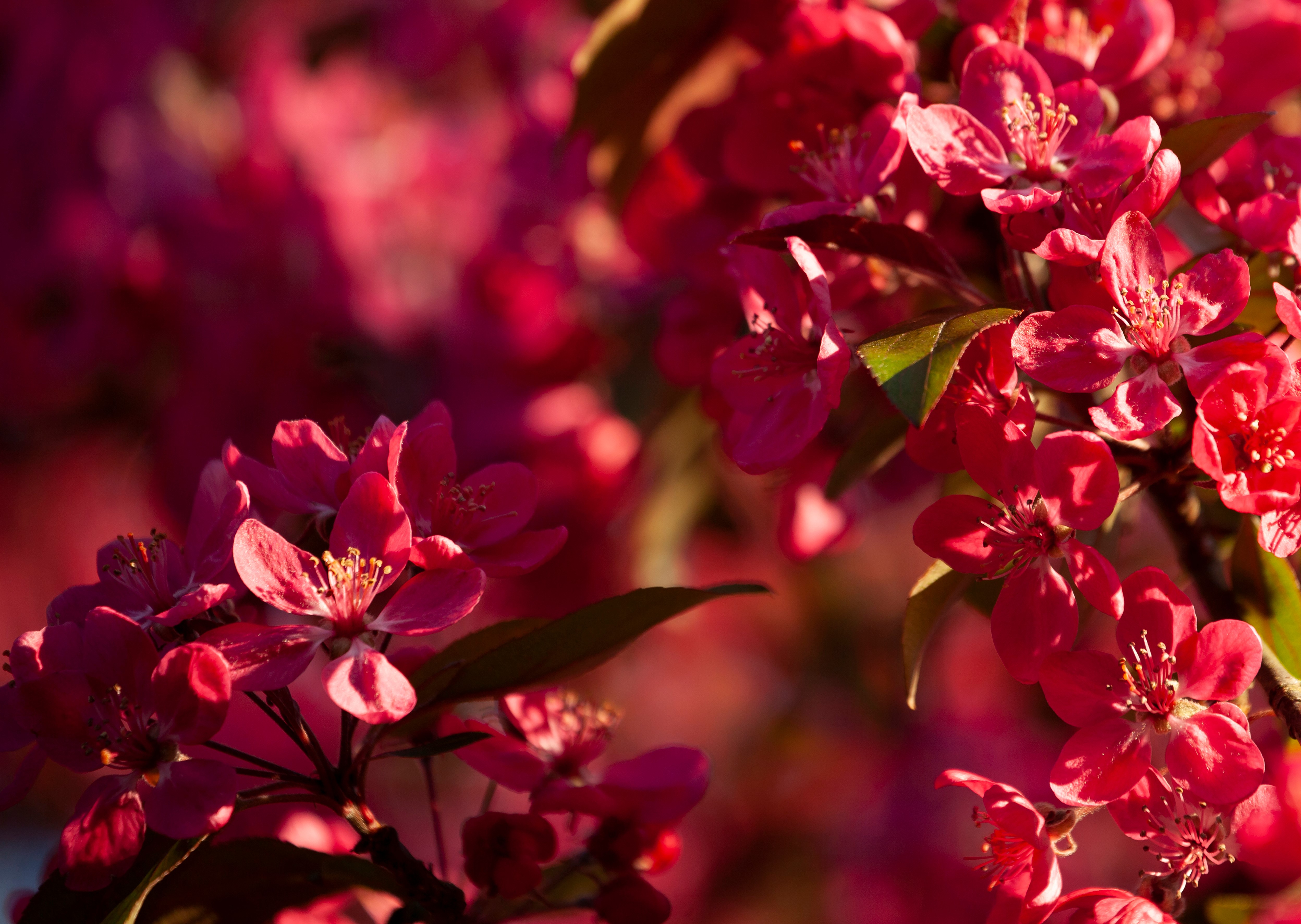 Malus 'Rudolph'  120 cm. Stam