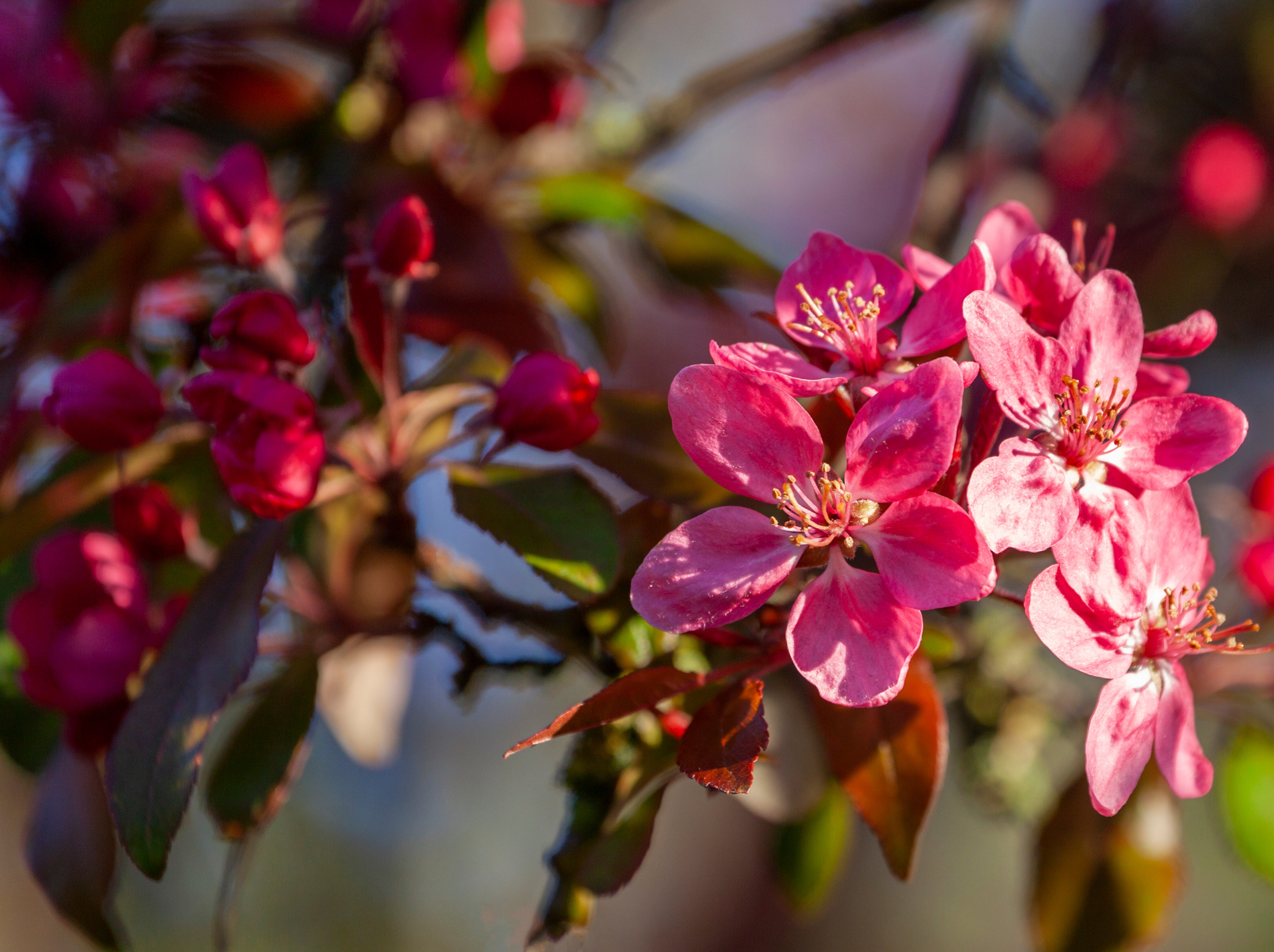 Malus 'Rudolph'  120 cm. Stam