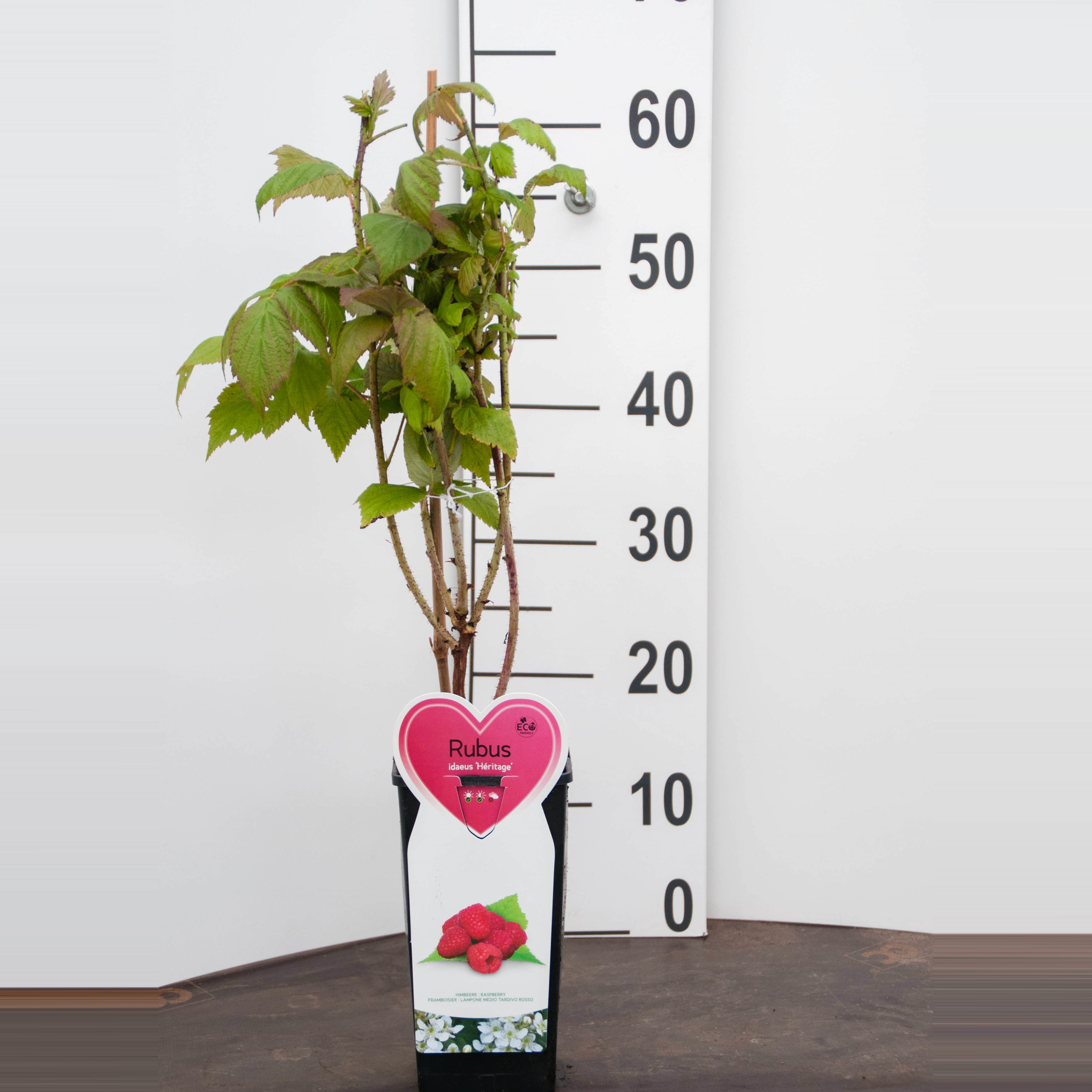 Hallon Rubus i. 'Héritage'