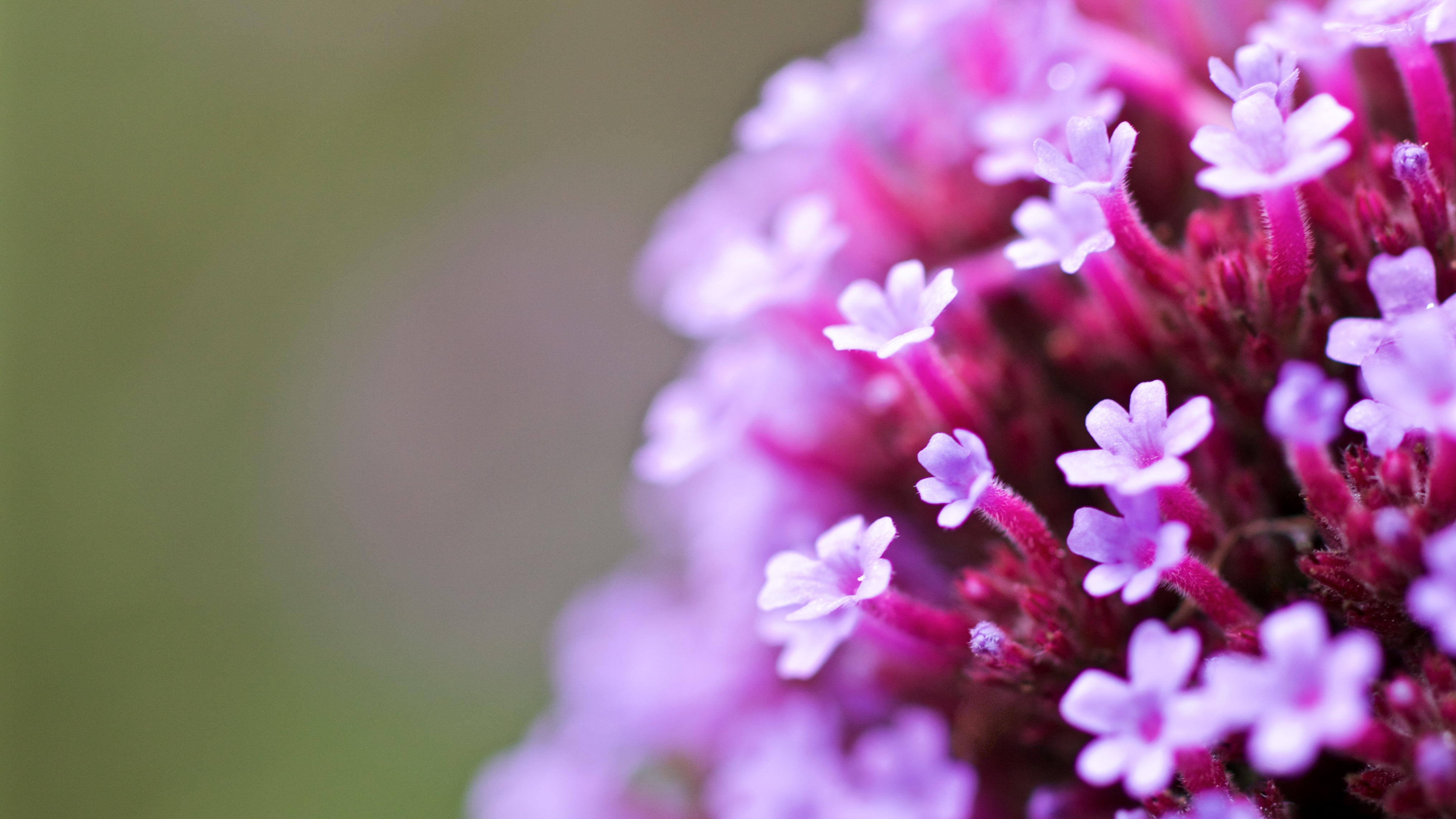 Jätteverbena "Verbena bonariensis" 