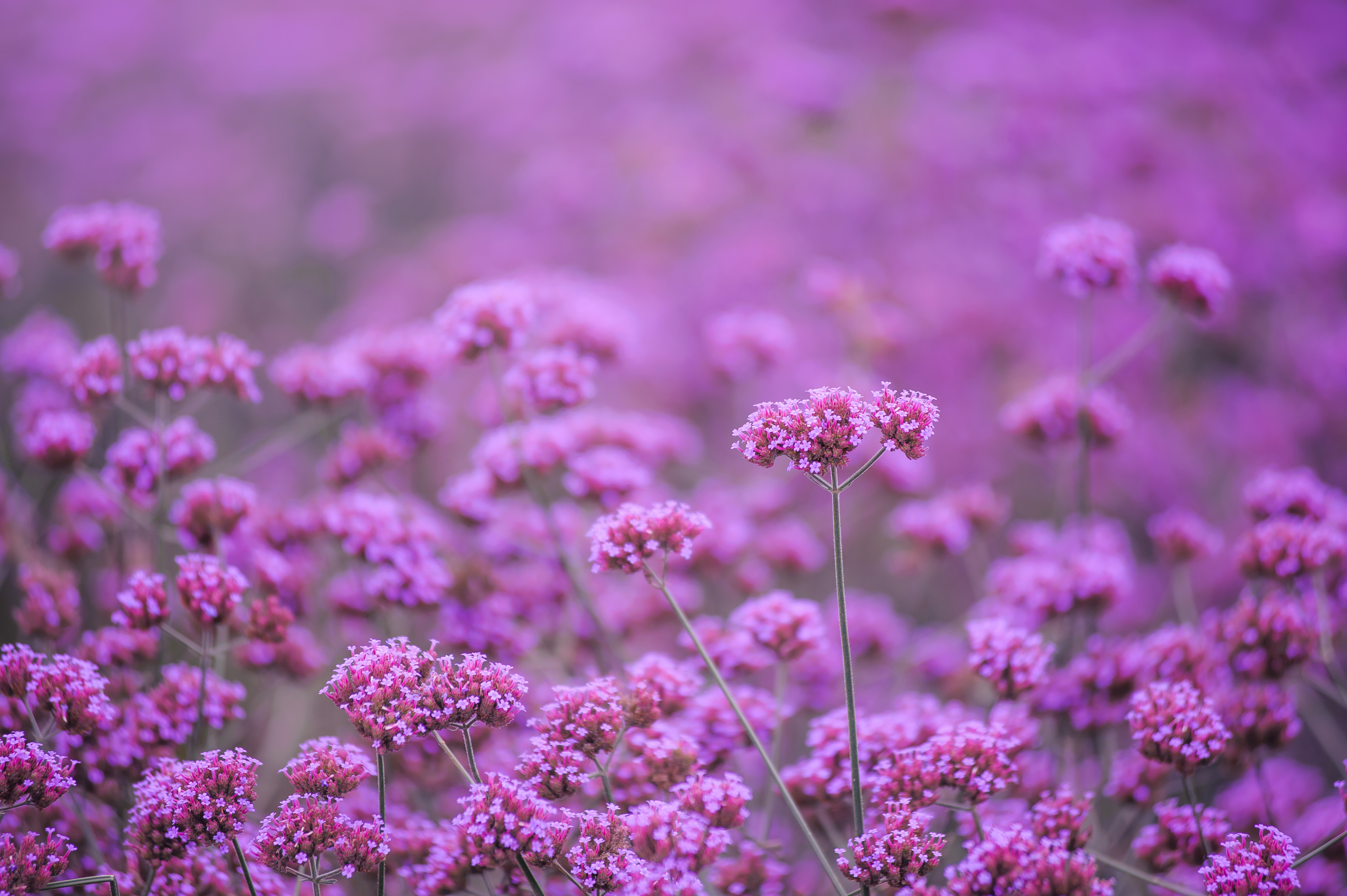 Jätteverbena "Verbena bonariensis" 