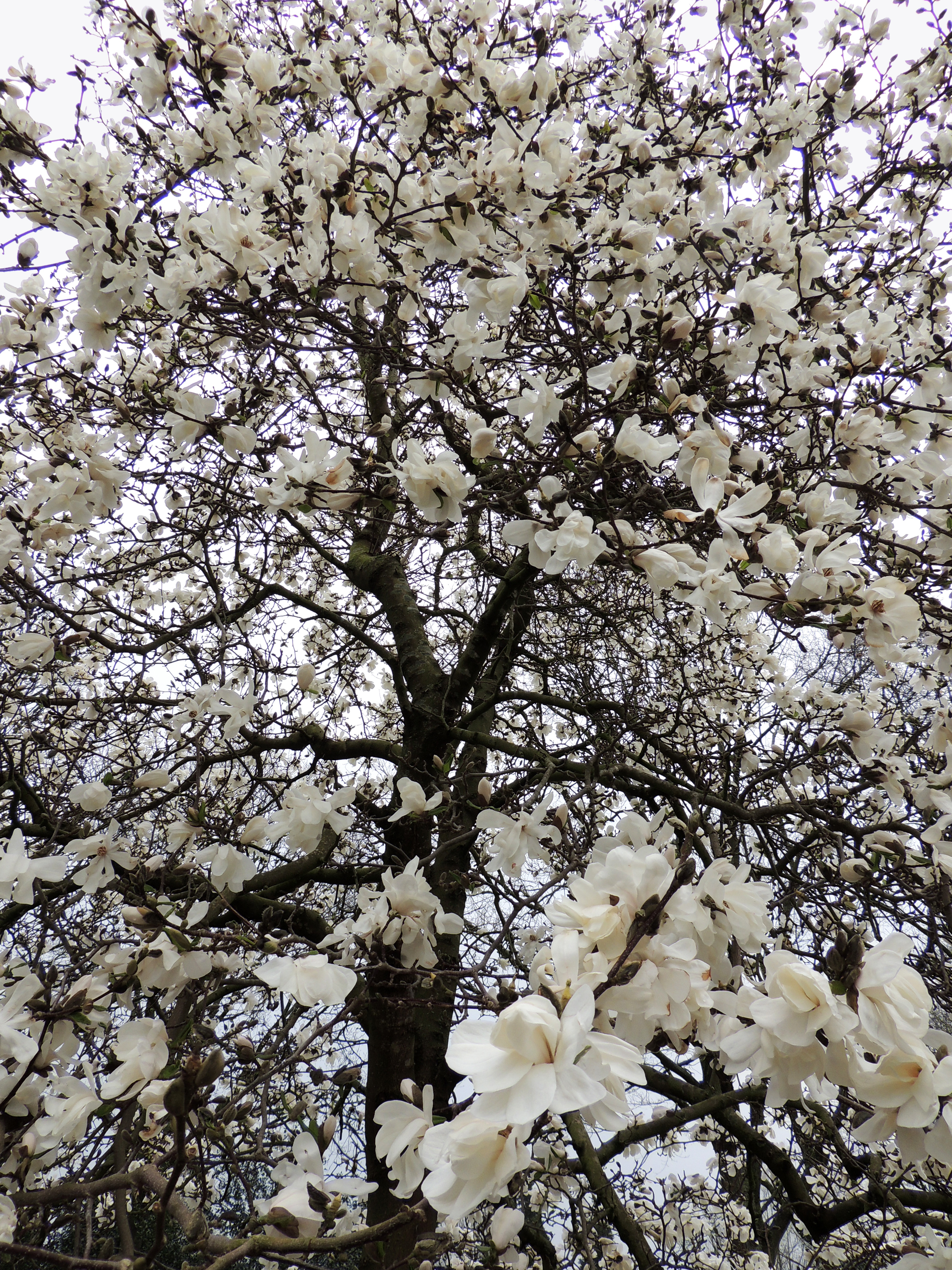 Magnolia loebneri 'Merrill' 100-125 cm - 3