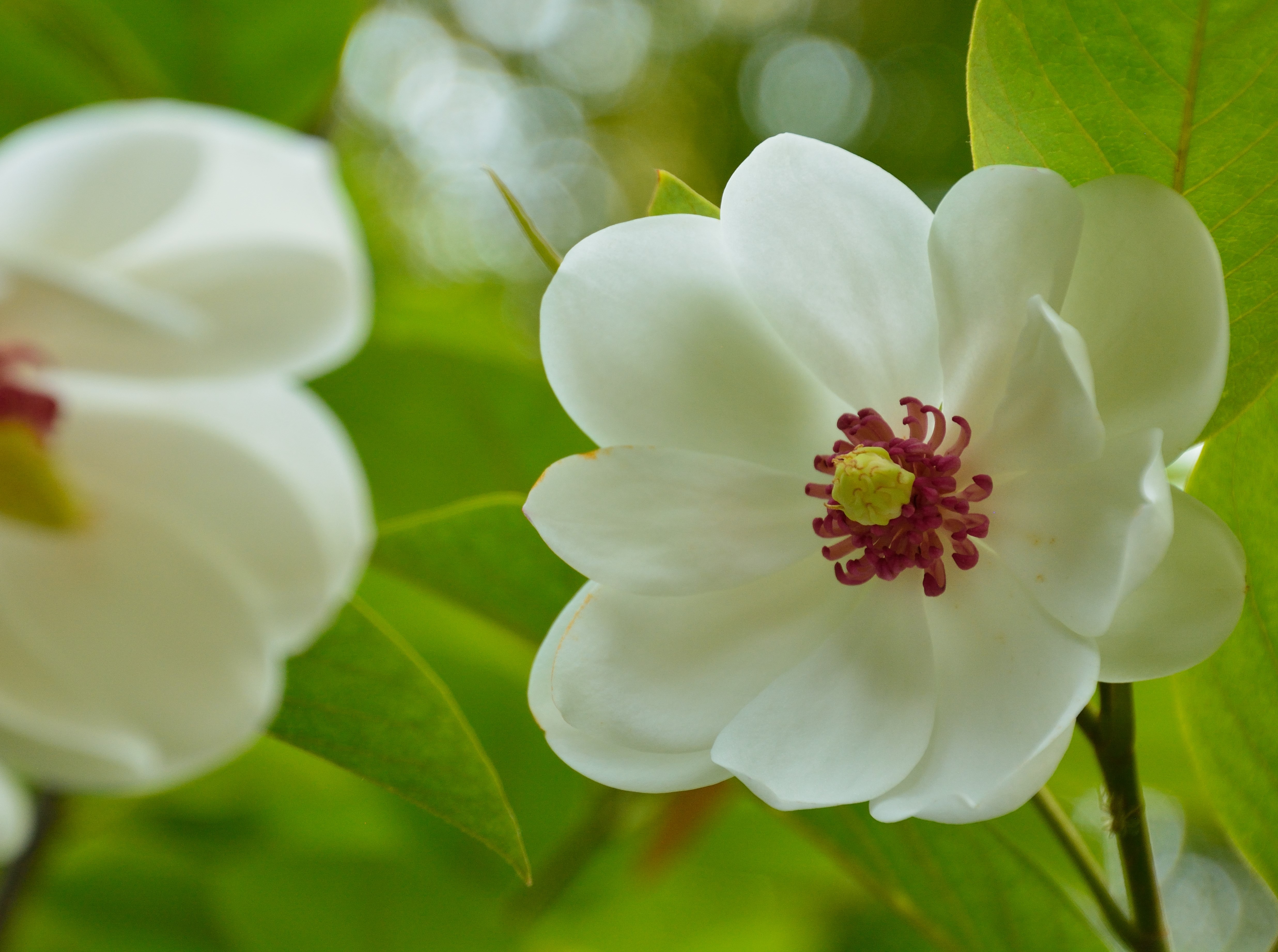 Magnolia sieboldii 80-100 com