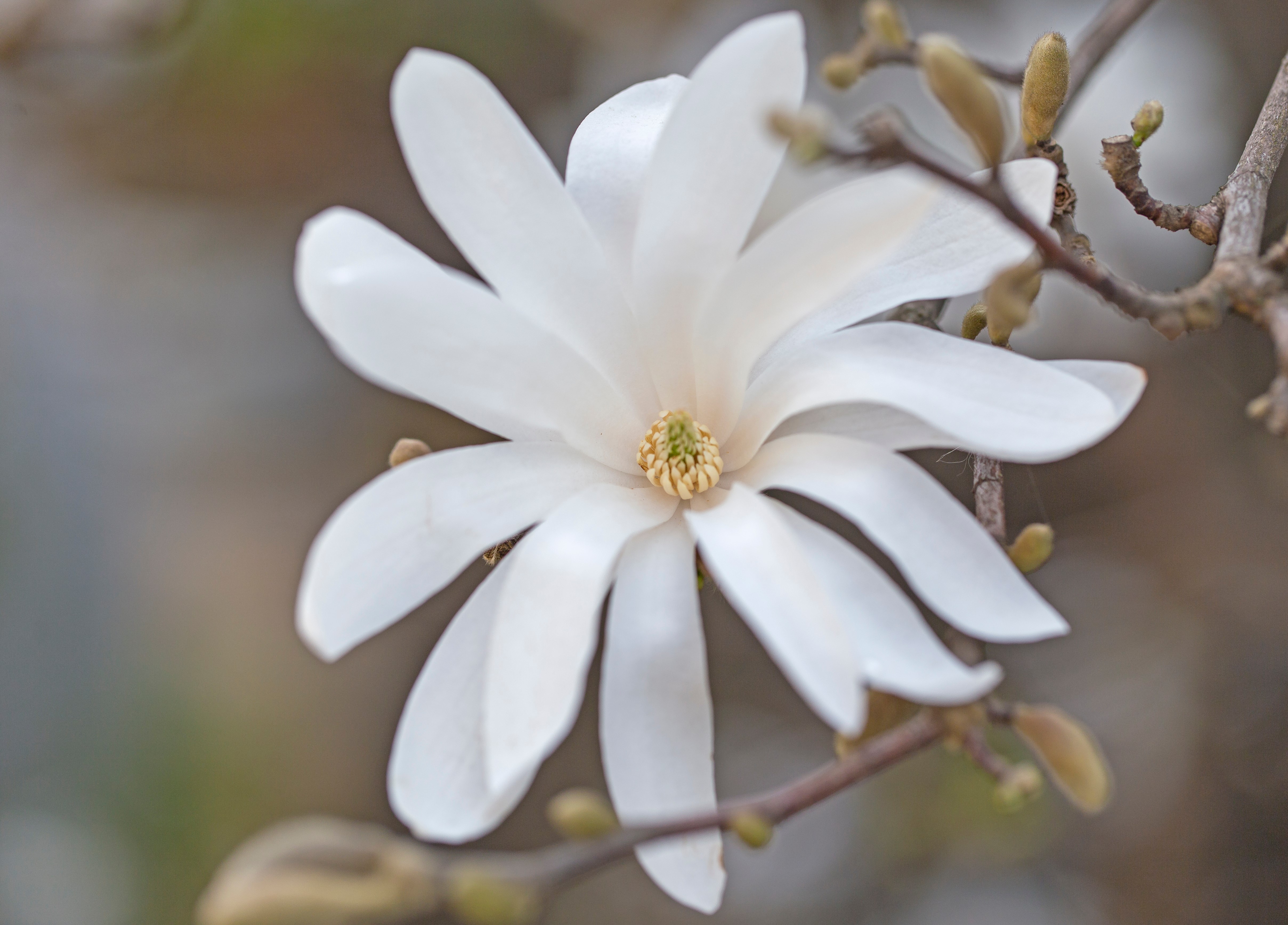 Stjärnmagnolia "stellata" 80-100 cm 