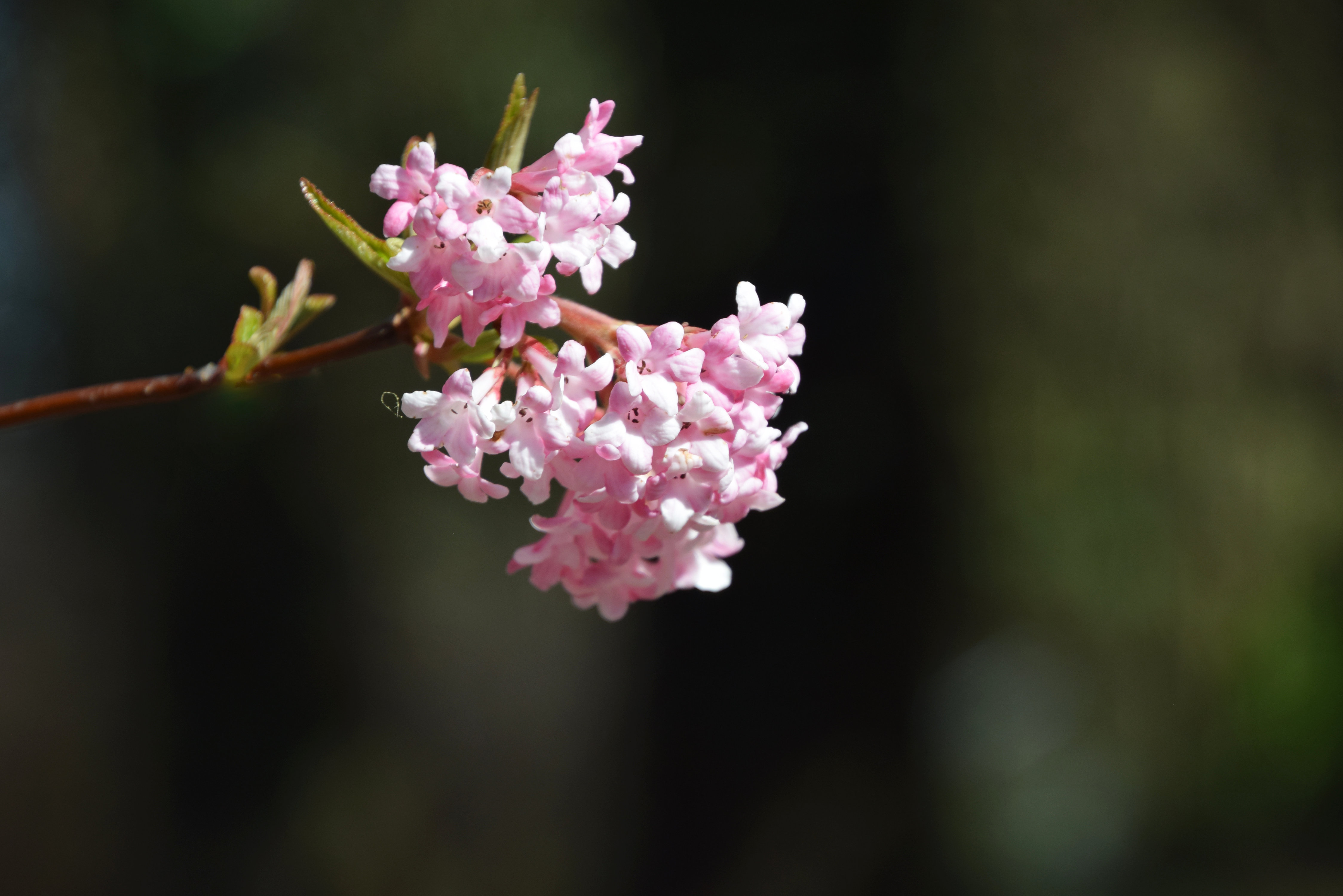 Hybridkejsarolvon Viburnum bodnantense ‘Charles Lamont’.  50  cm 