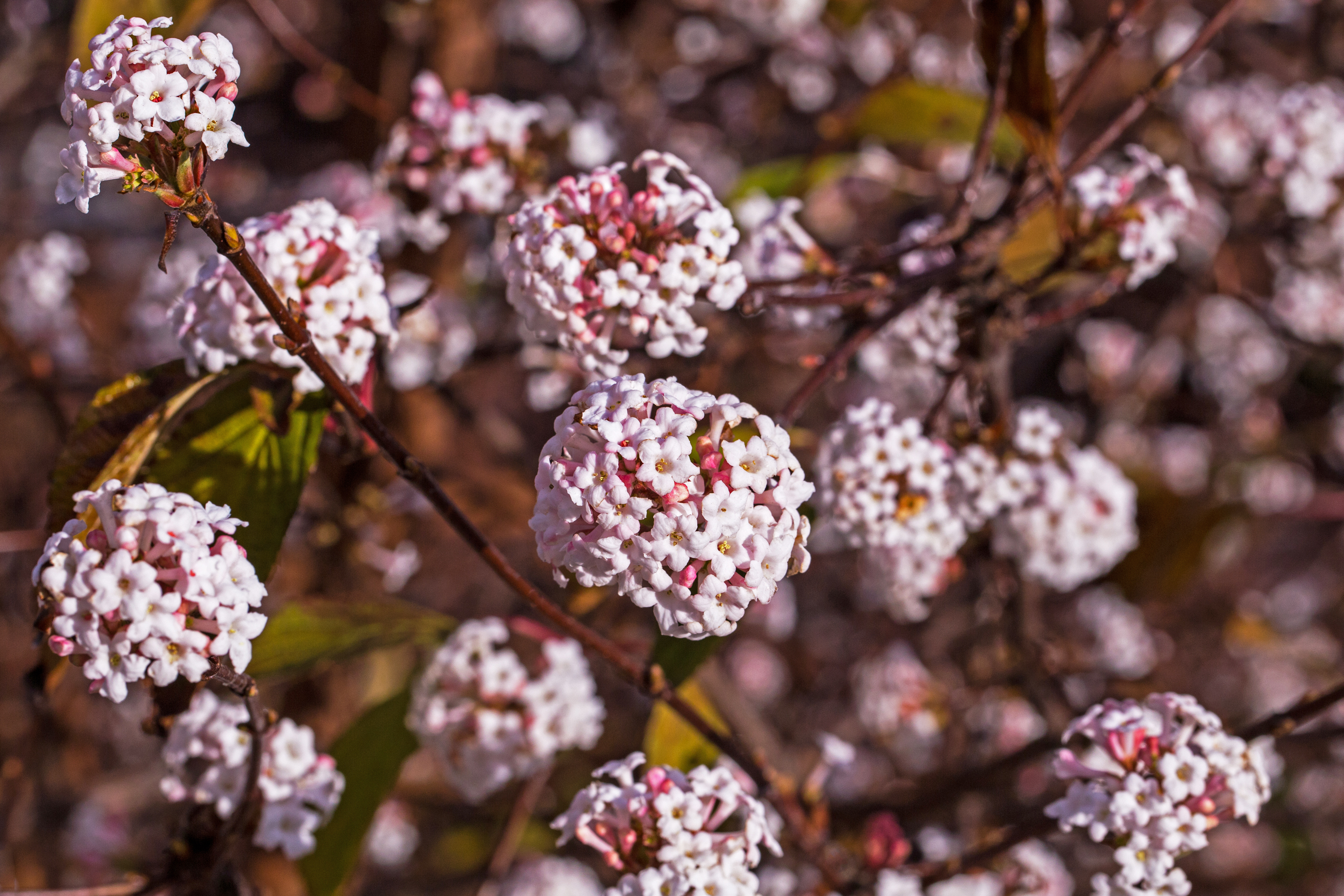 Hybridkejsarolvon Viburnum bodnantense ‘Charles Lamont’.  50  cm 