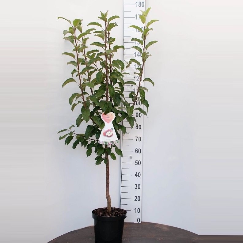 Äpple Malus d. 'James Grieve' 