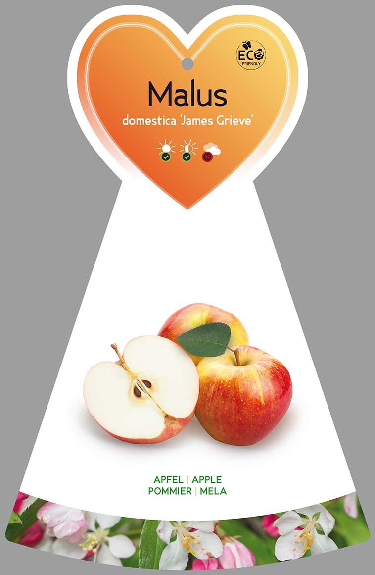 Äpple Malus d. 'James Grieve' 