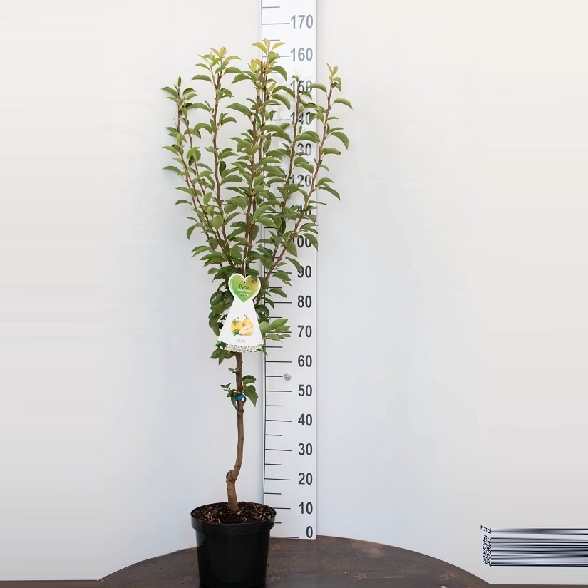 Päron 'Clapp's Favourite' 150cm