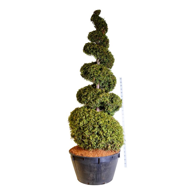 Thuja occ. 'Brabant' 250-300 cm spiral