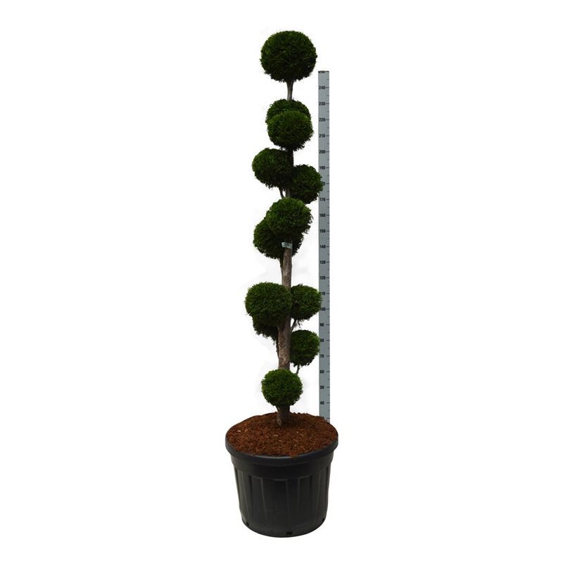 Thuja smaragd 175-200 cm ponpon C90