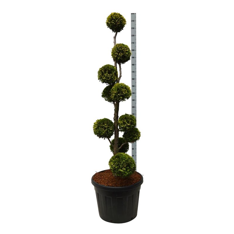 thuja-yellow-ribbon- 175-200 cm