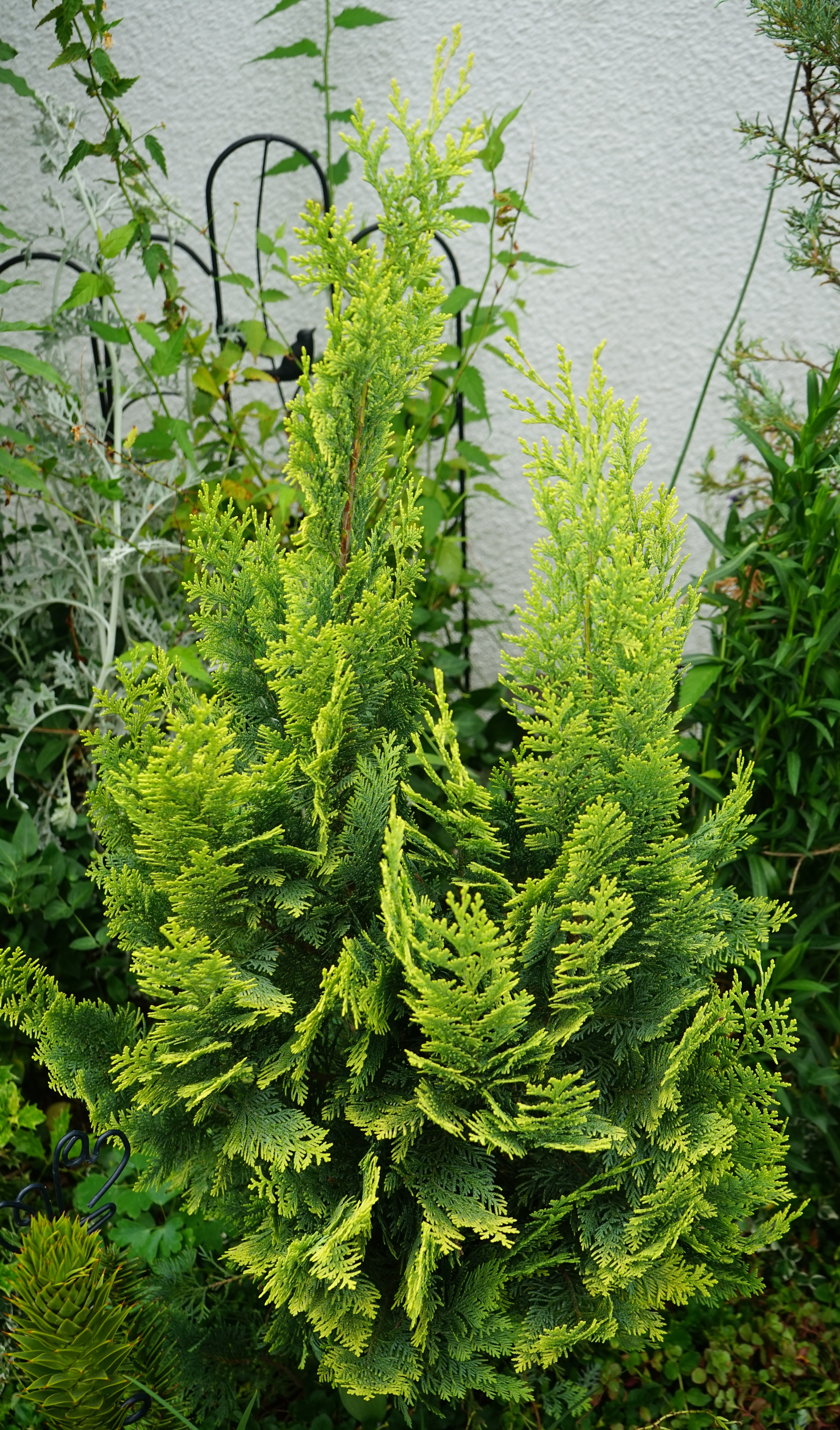 thuja-yellow-ribbon- 175-200 cm