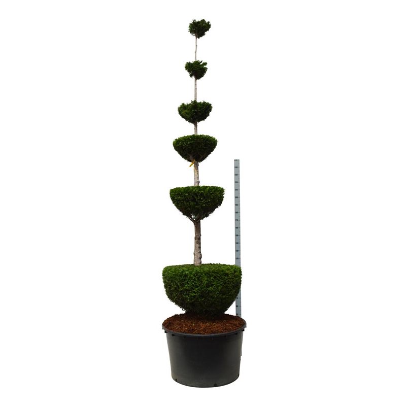 Thuja Martin form 300-350 cm 
