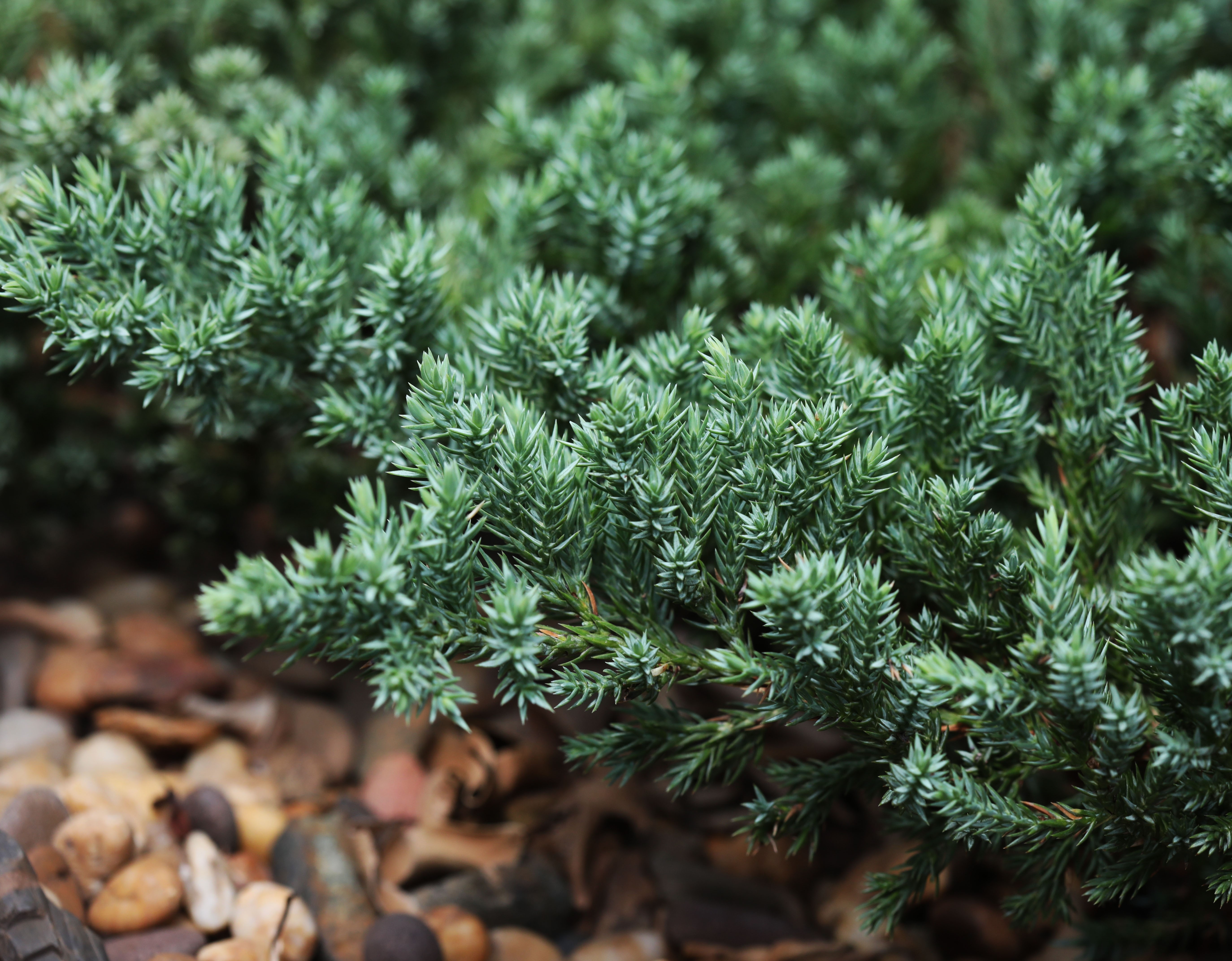 Cypress