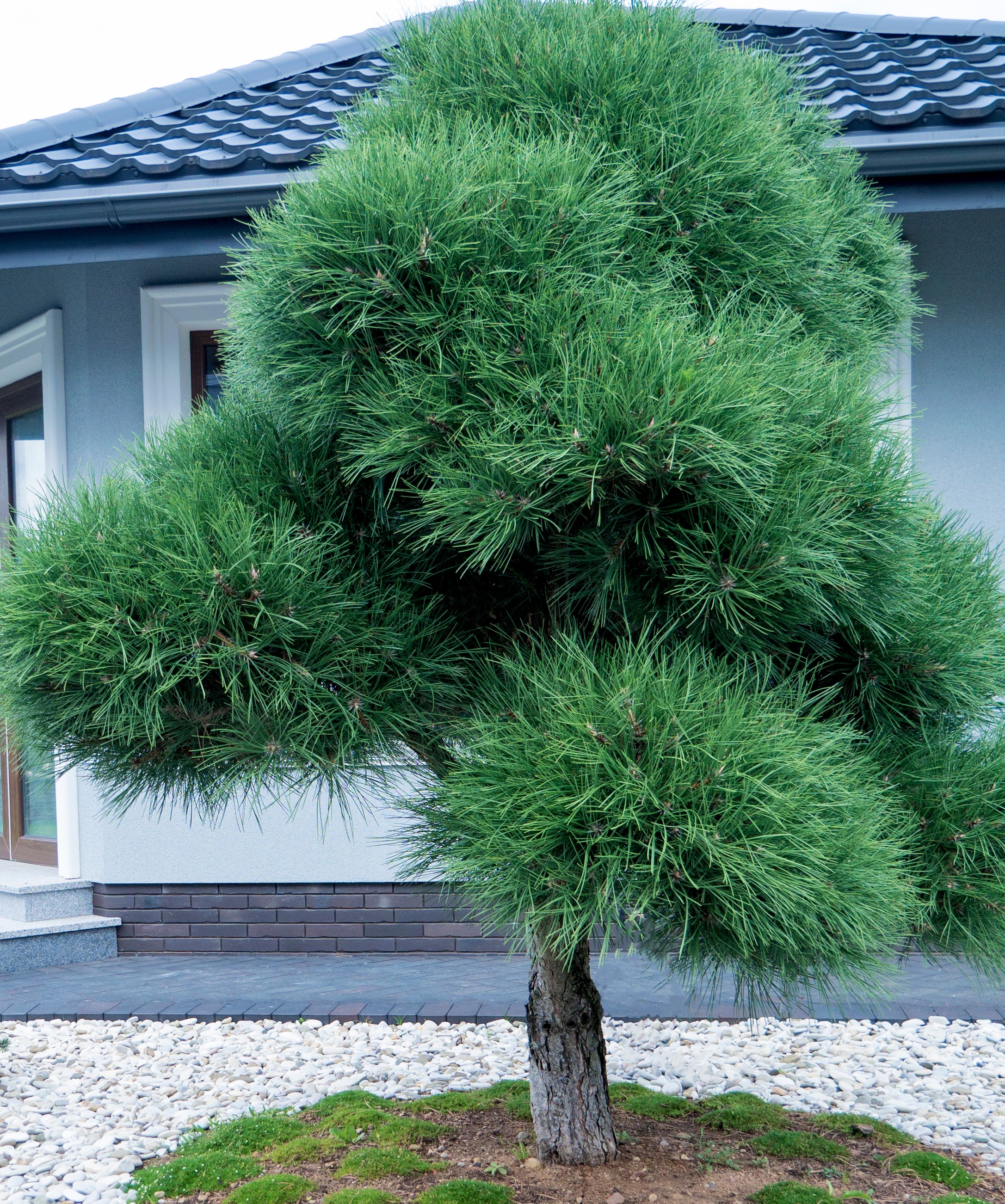 Bonsai