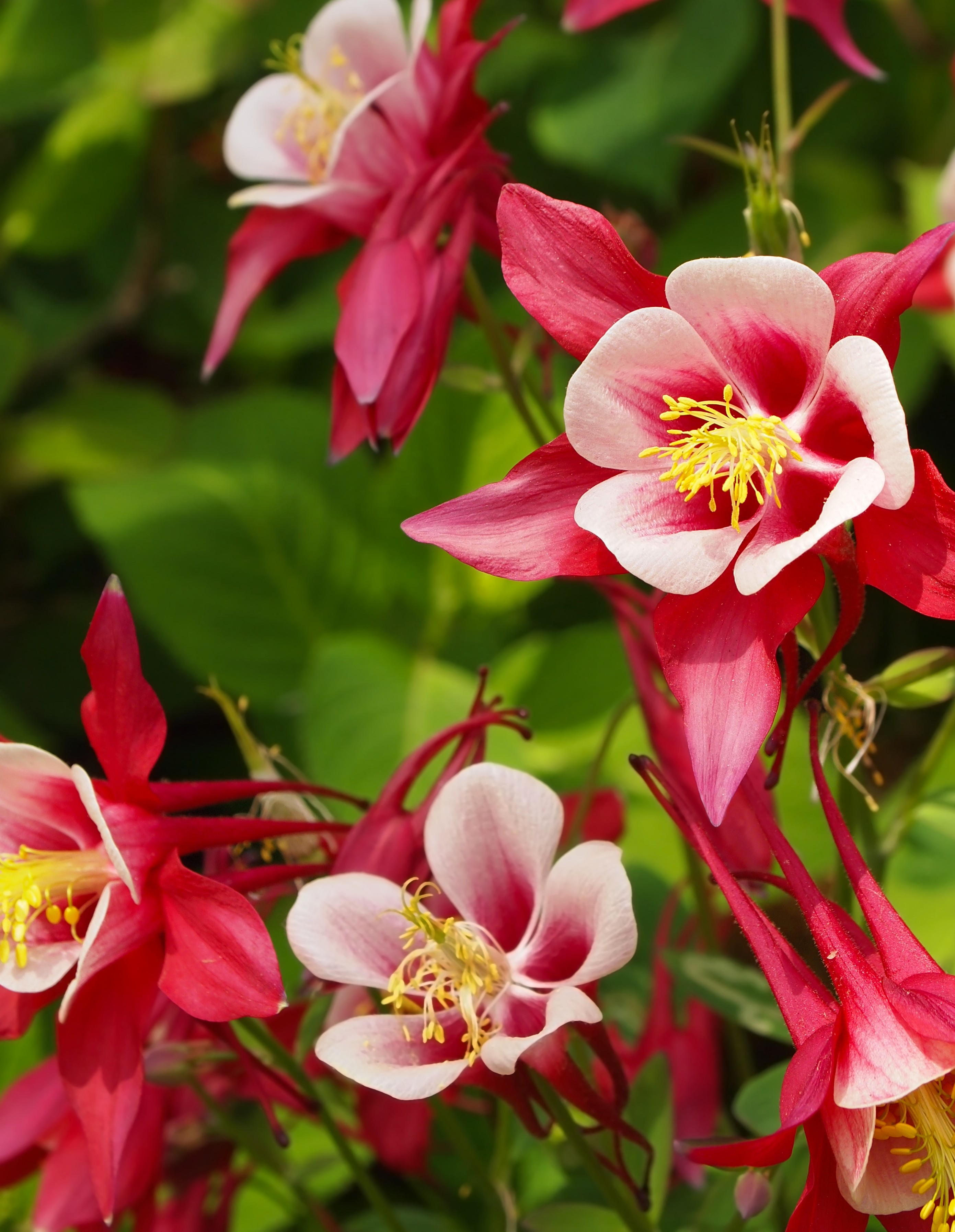 Blommande
