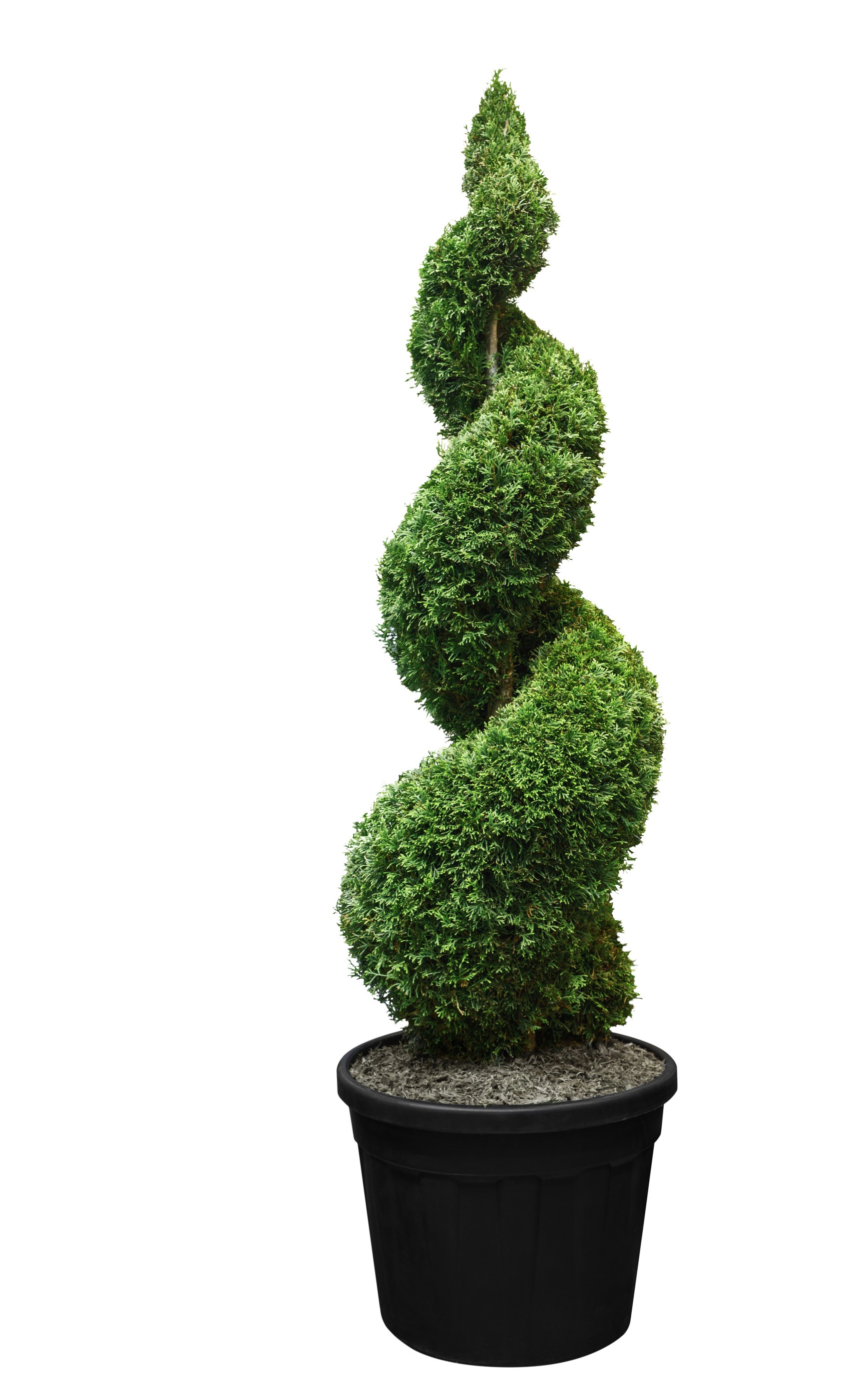 Thuja