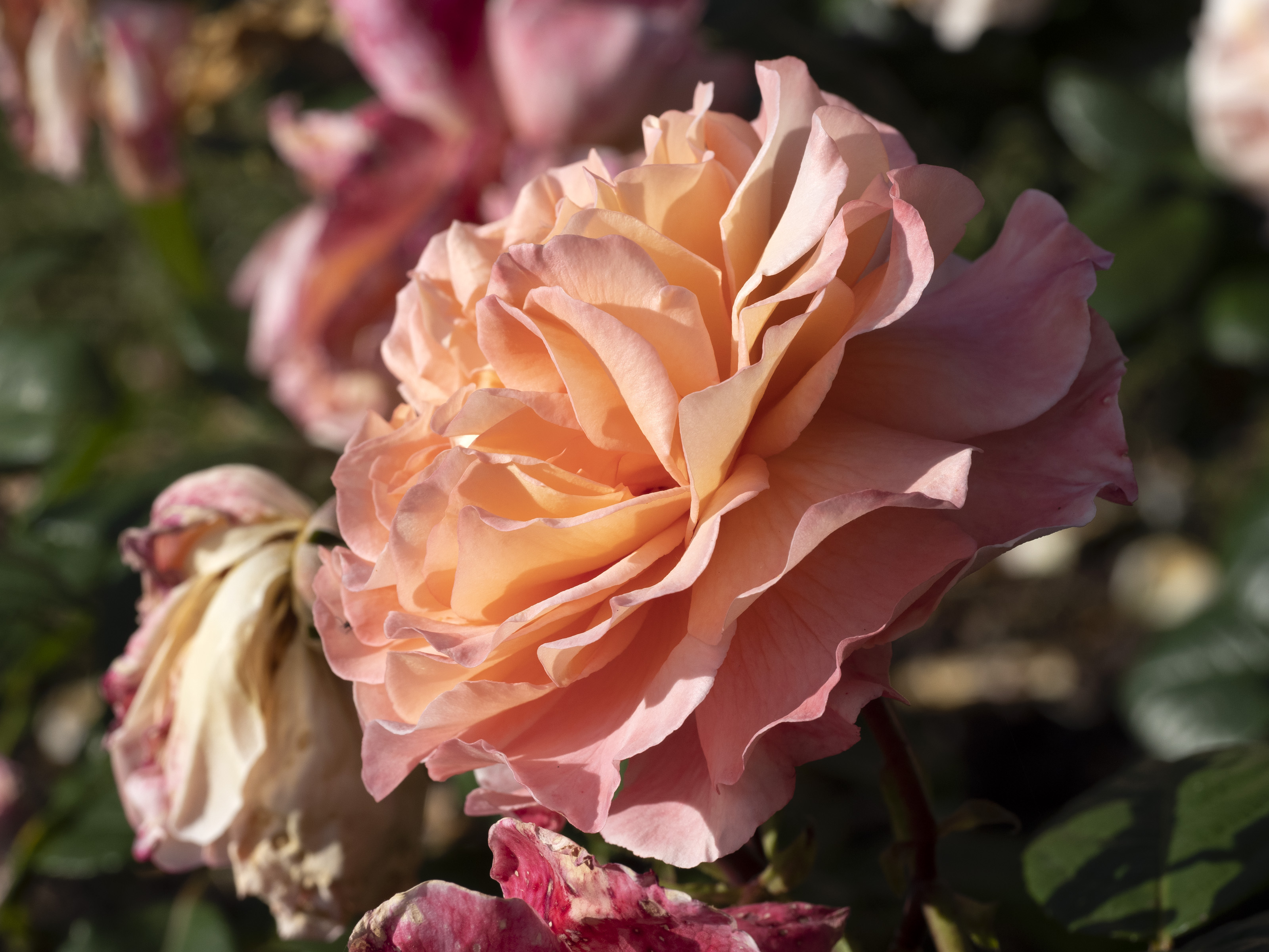 Rosor