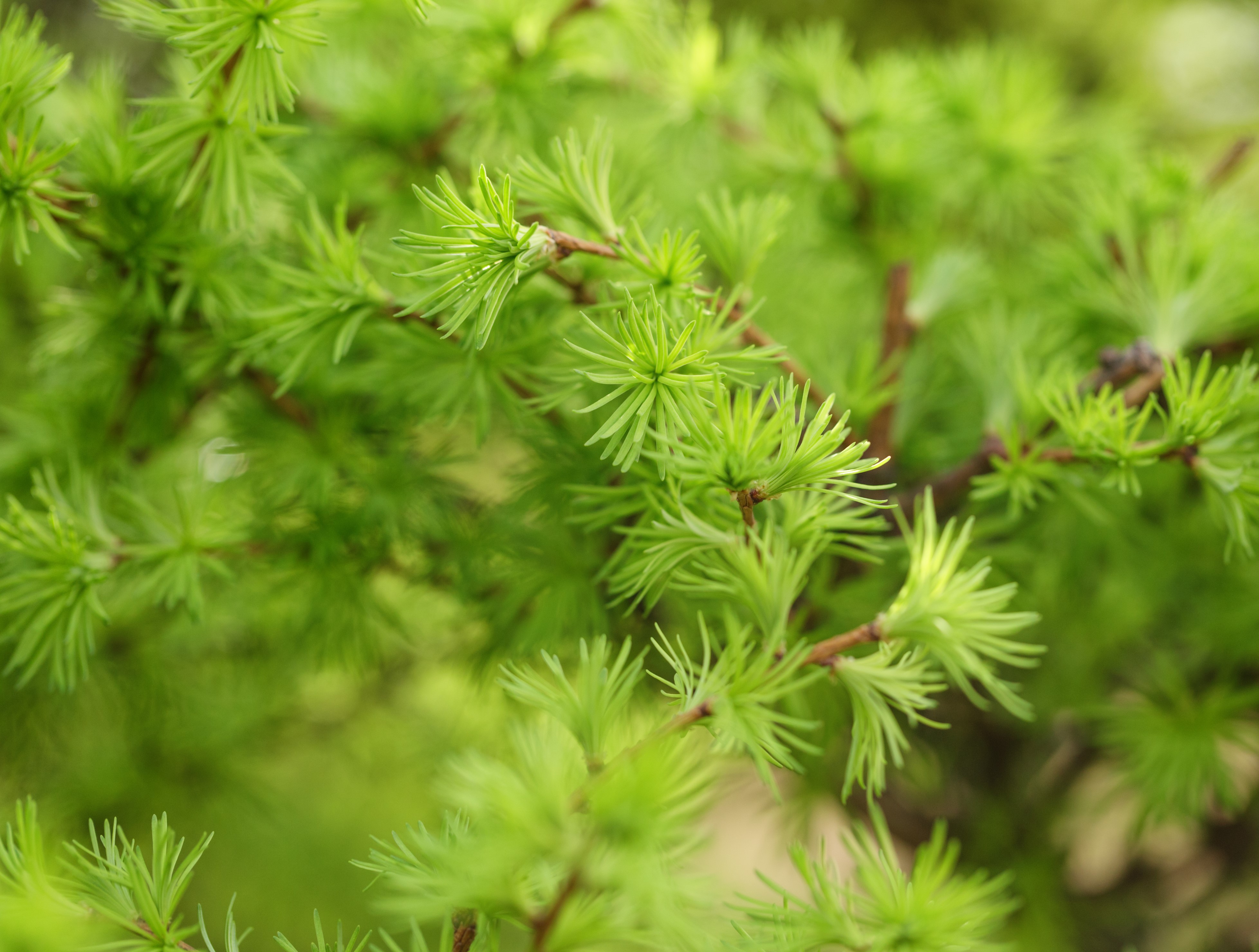 Larix