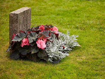 Blomlåda Emperi