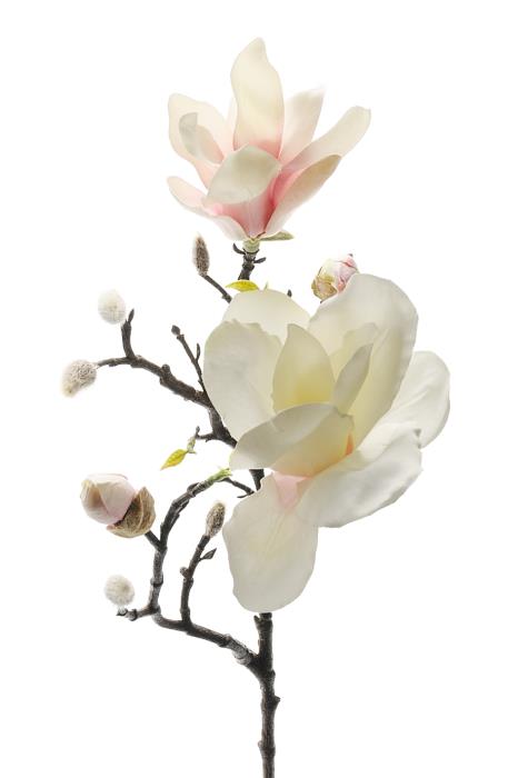 Sidenblomma Magnolia