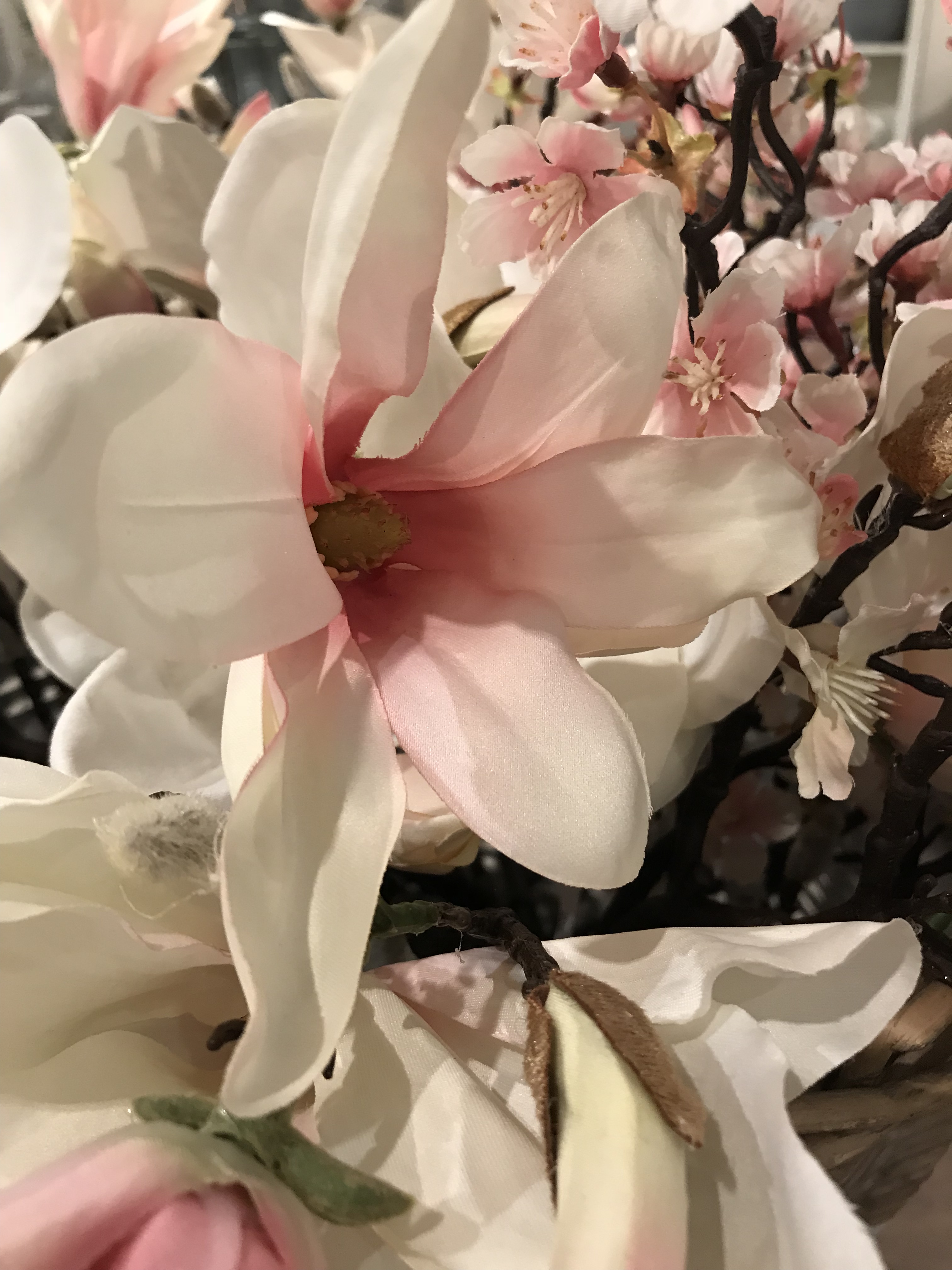 Sidenblomma Magnolia - 2