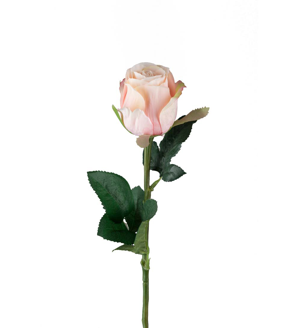 Sidenblomma Ros Ljus Aprikos