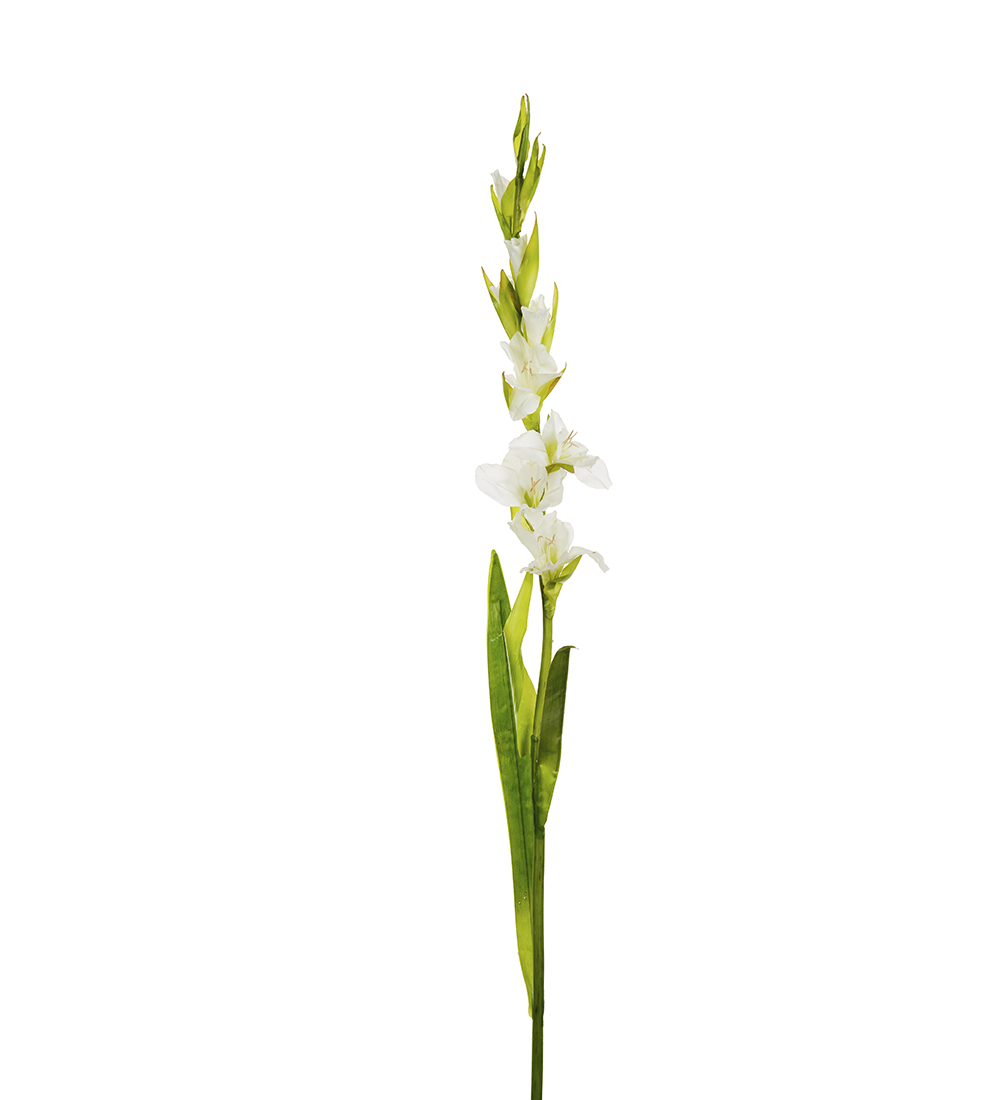 Sidenblomma Gladiolus Vit