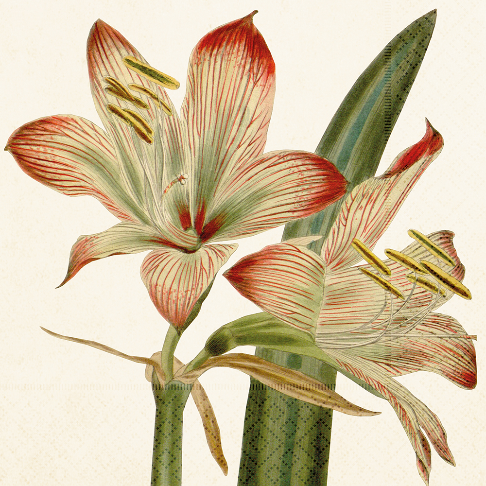 Servett Amaryllis