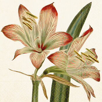 Servett Amaryllis