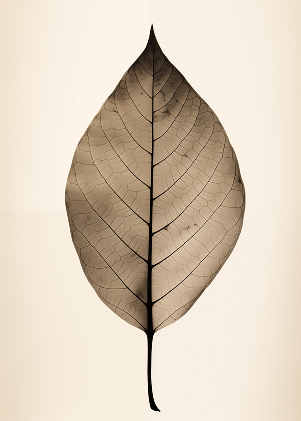 X-Ray Sepia Leaf - Poster - 2
