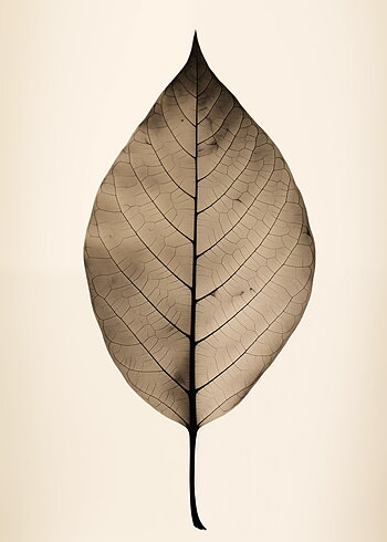 X-Ray Sepia Leaf - Poster