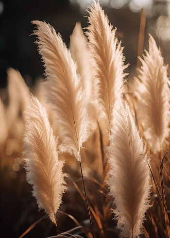 Feather Grass - Poster
