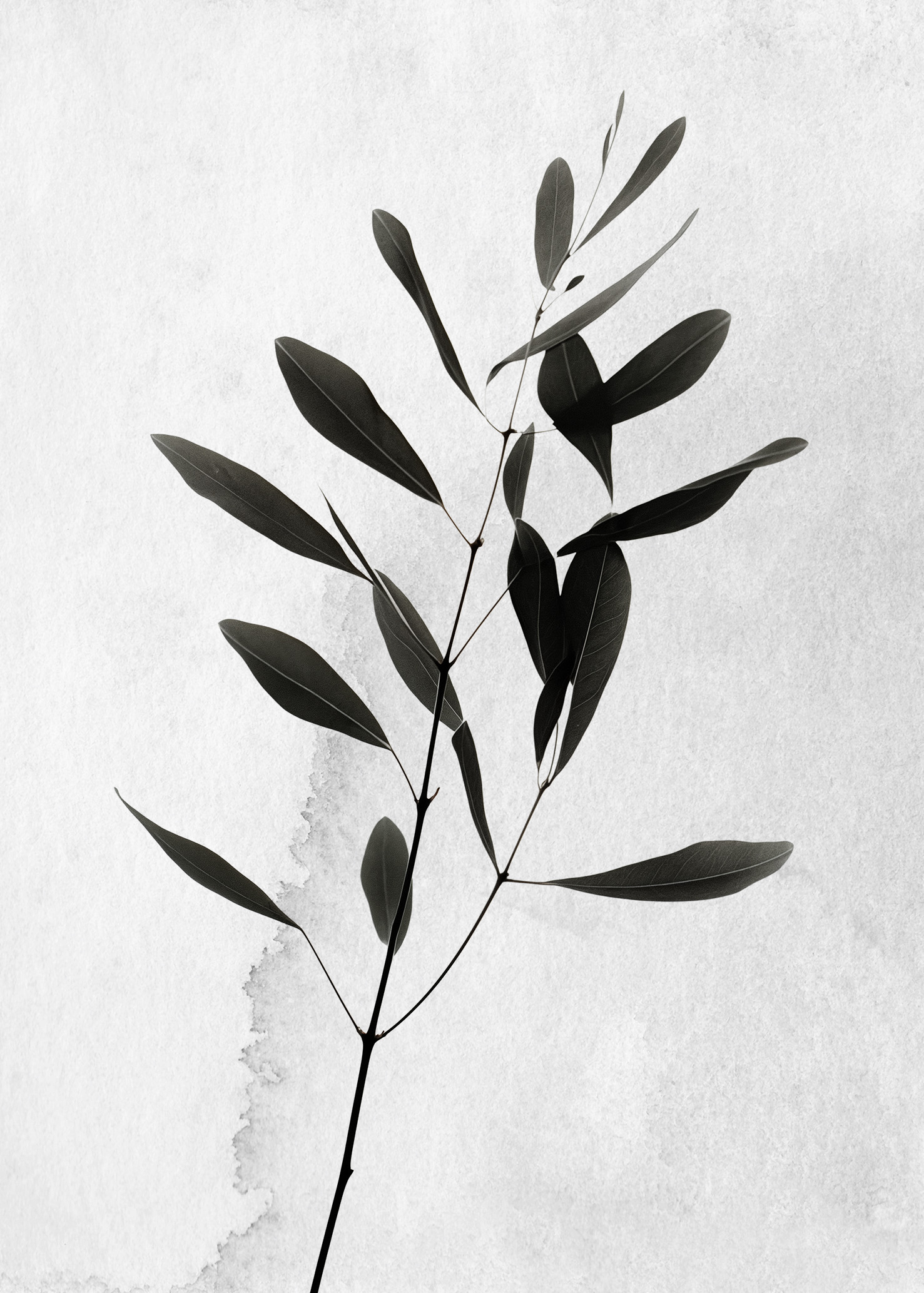 X-Ray Branch - Poster - 2