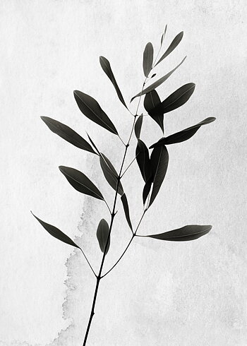 X-Ray Branch - Poster