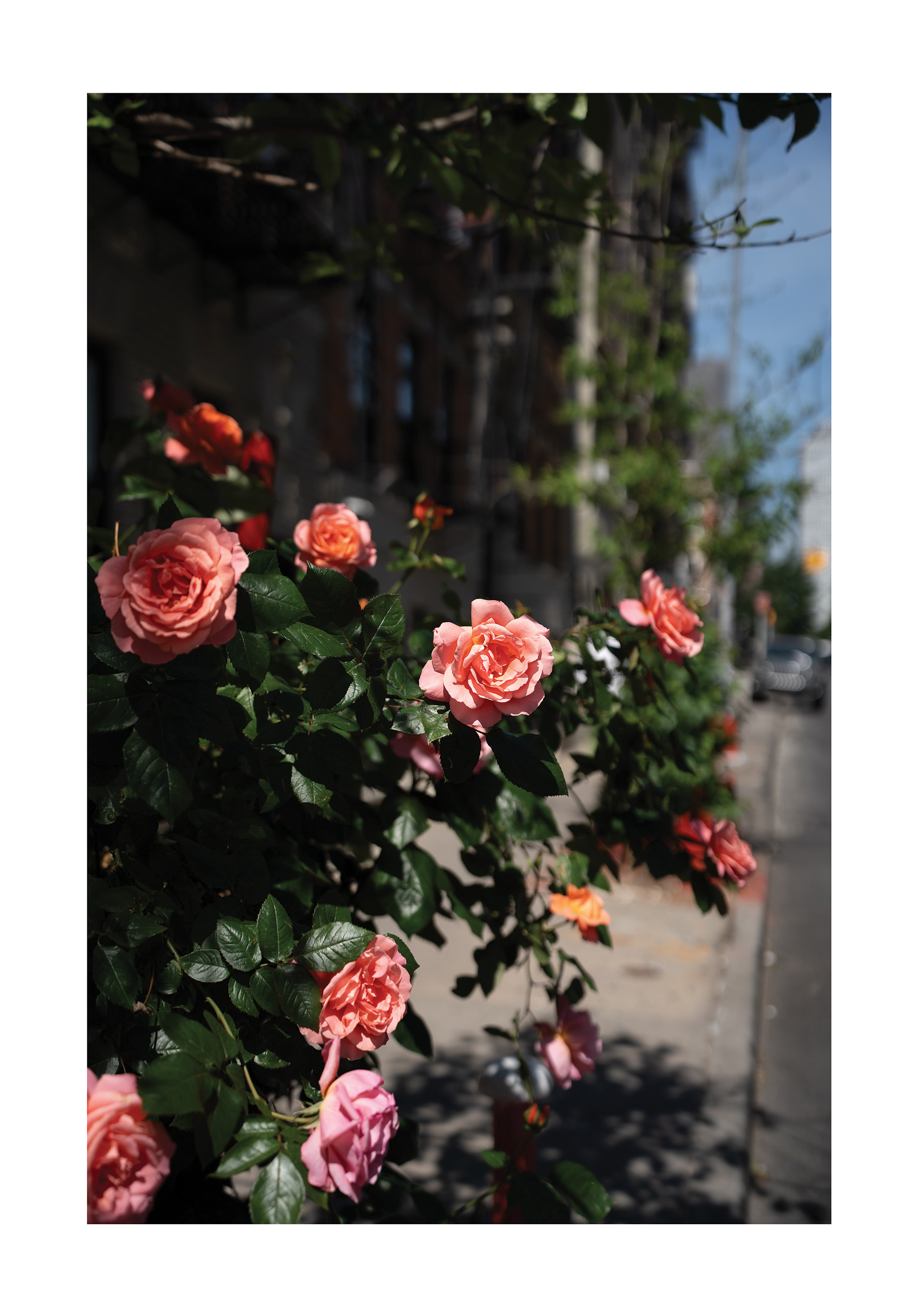 Ny Urban Roses - Poster - 2