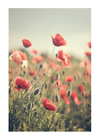 Old Style Poppys - Poster