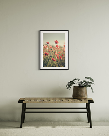 Old Style Poppys - Poster
