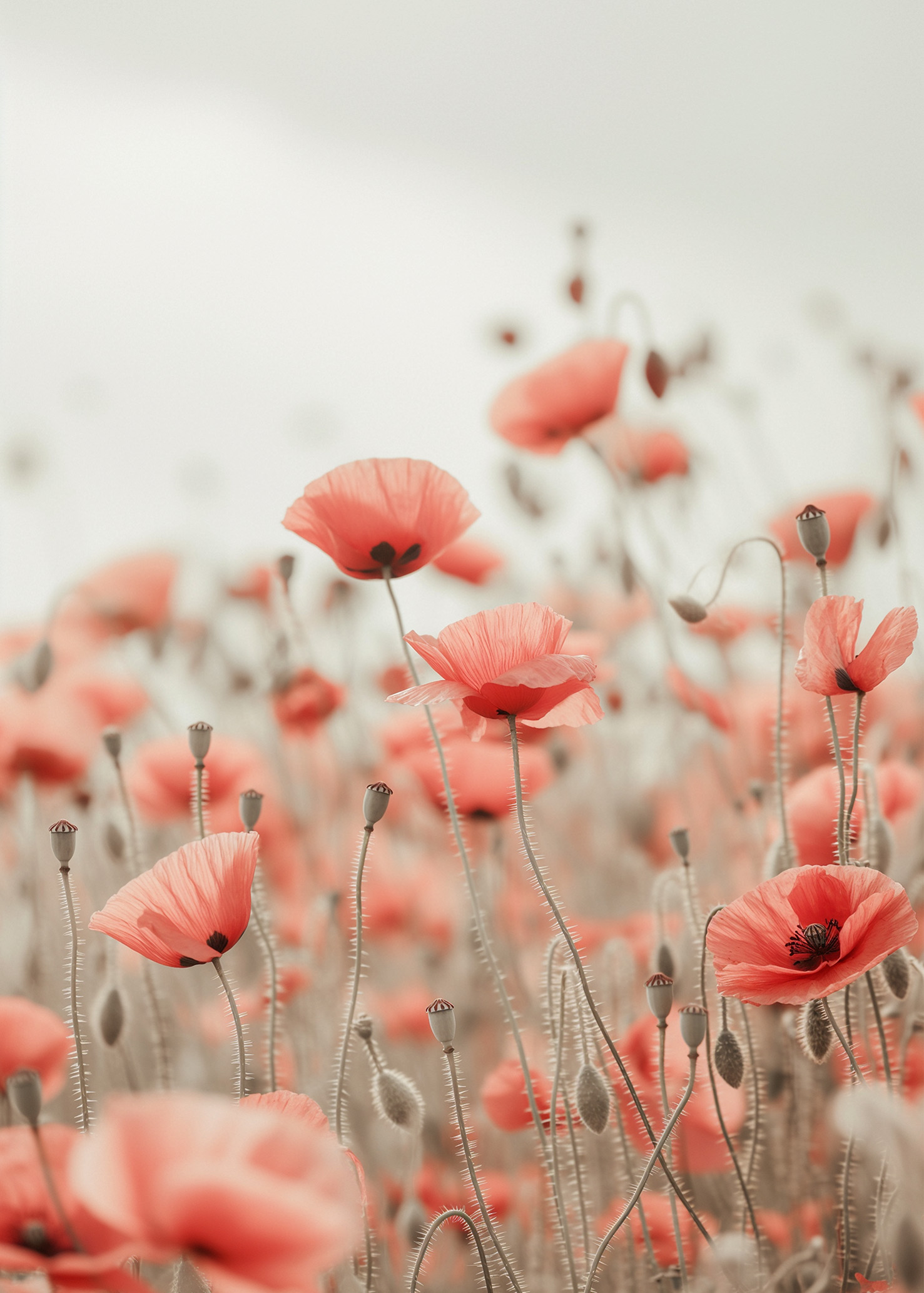 Field Of Poppys - Poster - 2