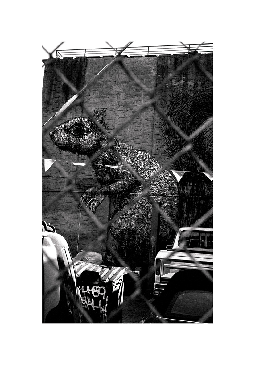 Ny The Squirrel - Poster - 2