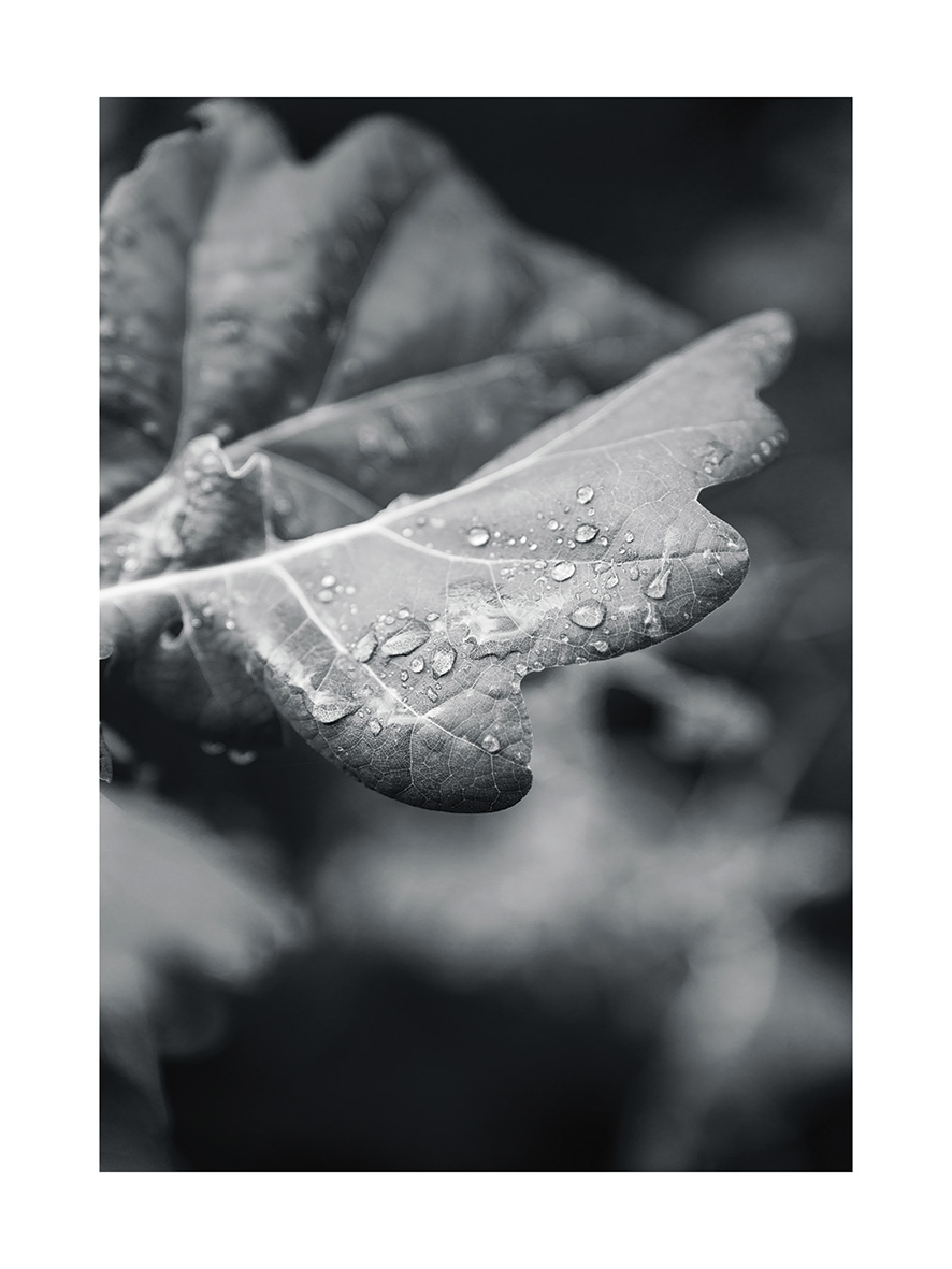 Morning Leafs - Poster - 2