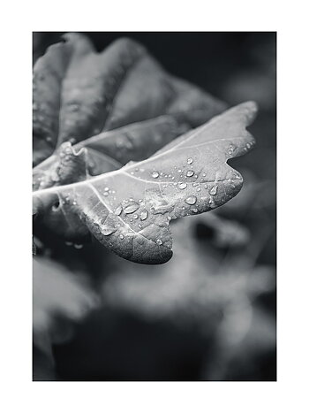 Morning Leafs - Poster