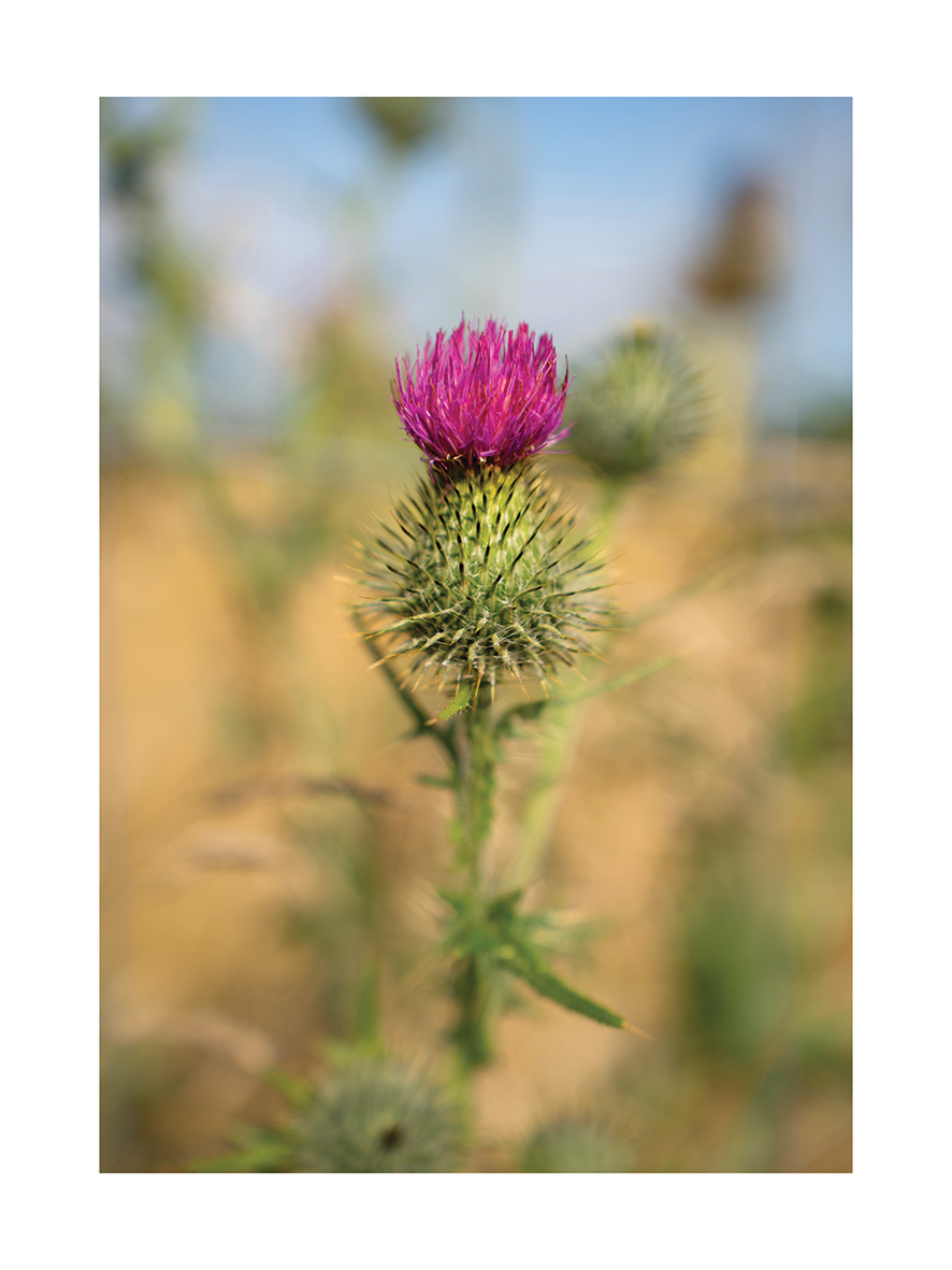 Thistle - Poster - 2