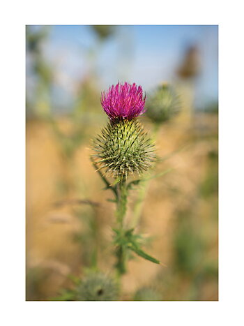 Thistle - Poster