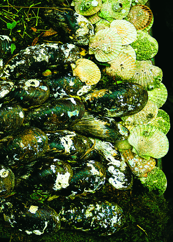 Seashells - Poster - 3