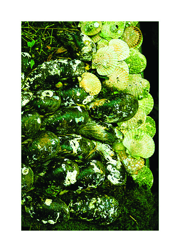 Seashells - Poster - 4